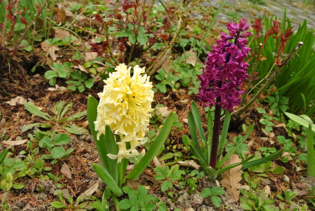 Hyacinty kvetou