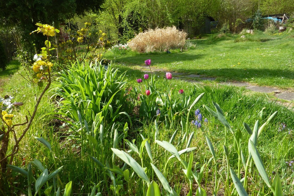Kokoříky, listy denivek, tulipány a v pozadí suché okrasné trávy