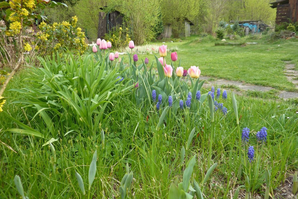 Modřence a tulipány kvetou