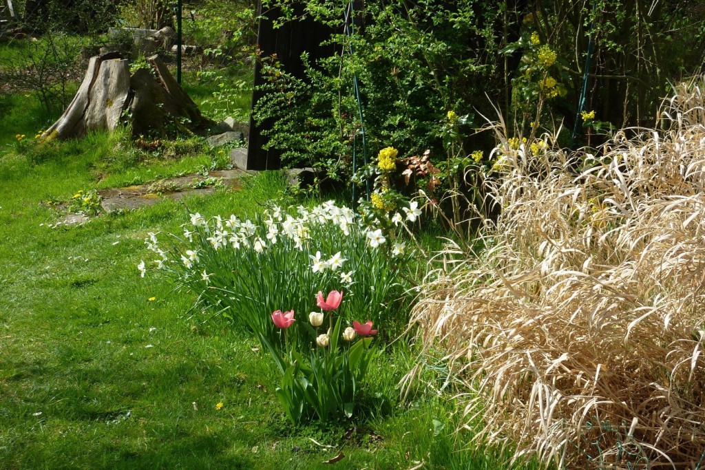 Narcisky, tulipány a uschlé okrasné traviny vedle kadibudky